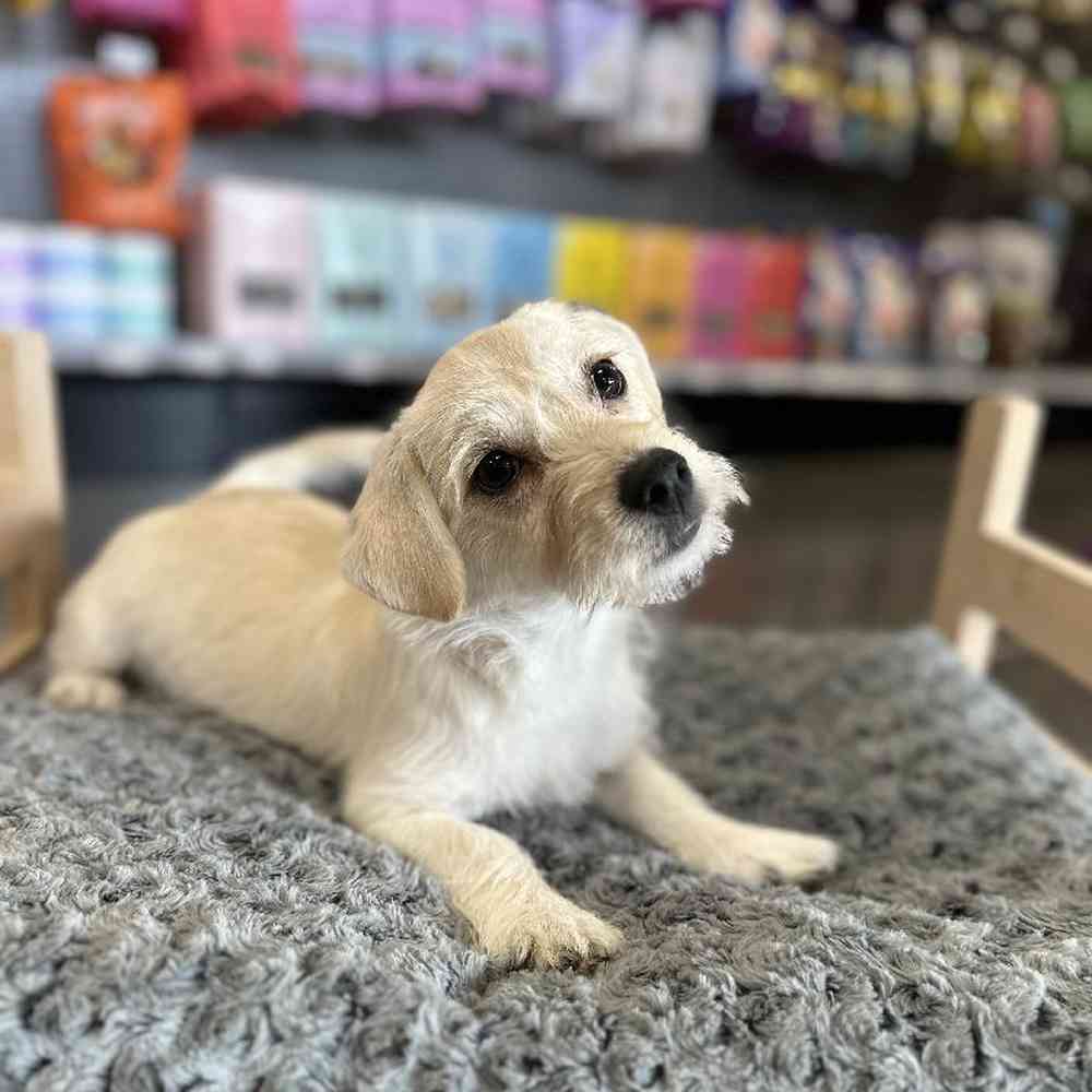 Male West Highland White Terrier-Poodle Puppy for Sale in Lee's Summit, MO