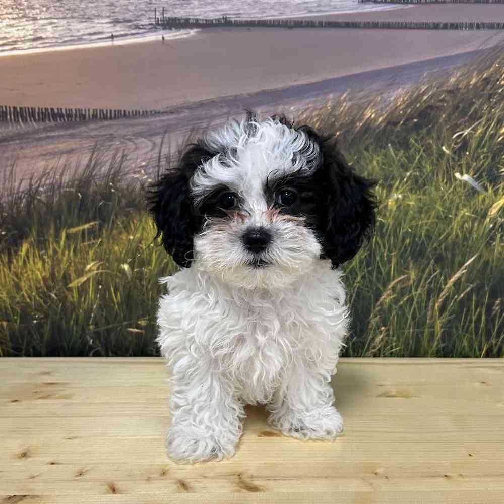 Female Teddy Bear Puppy for Sale in Lee's Summit, MO