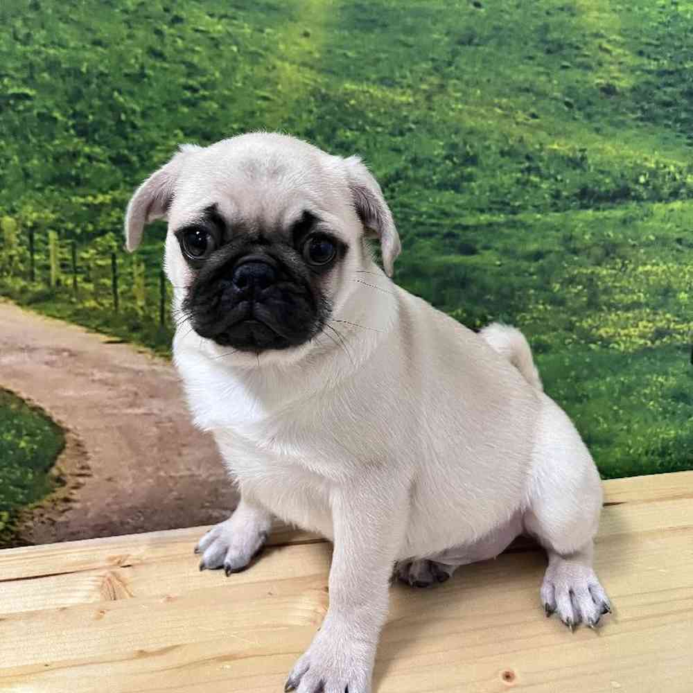 Pug For Sale Summit Zoo
