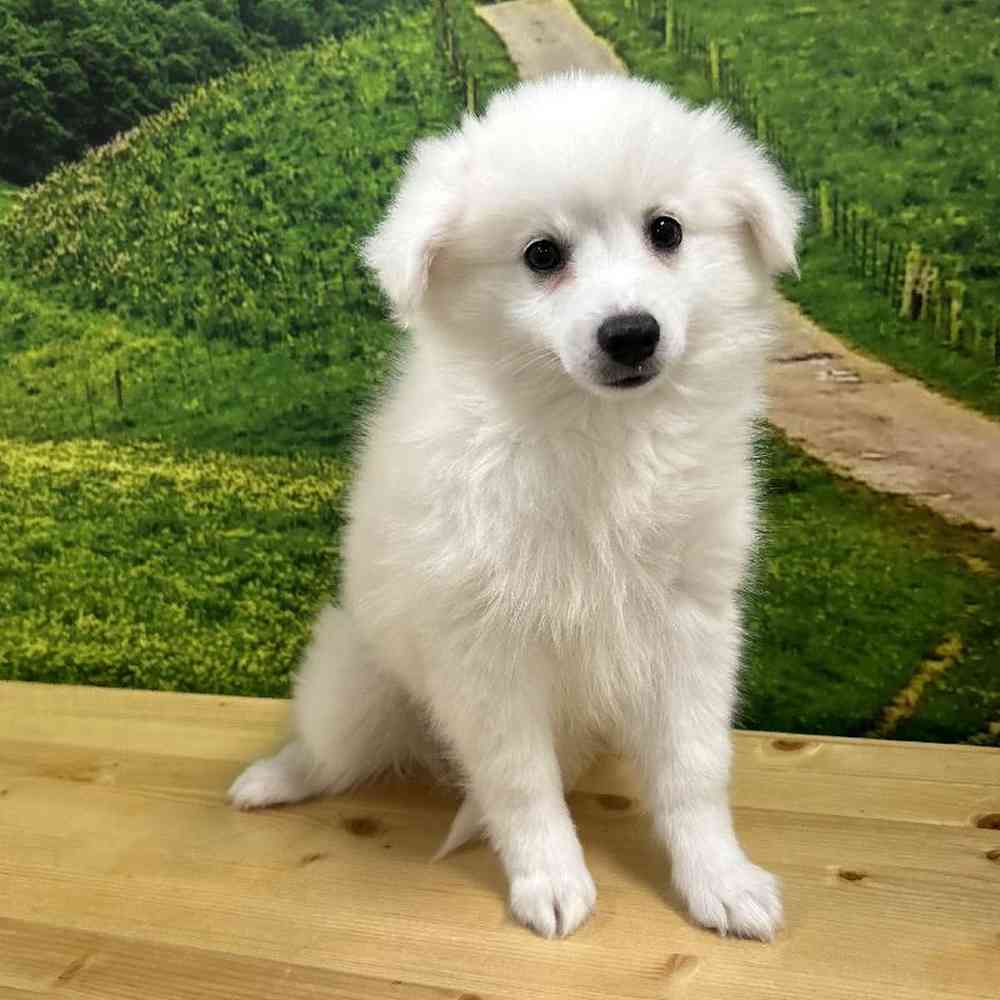 Female American Eskimo Puppy for Sale in Lee's Summit, MO