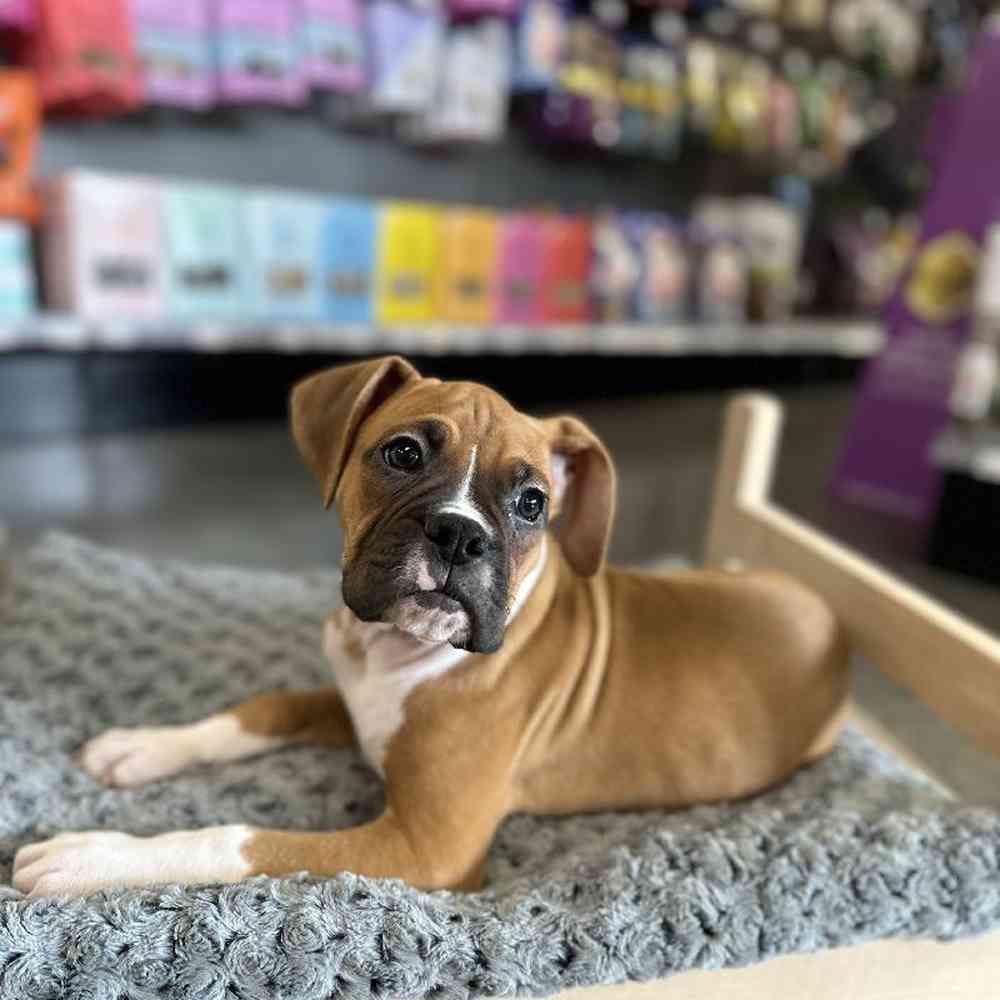 Male Boxer Puppy for Sale in Lee's Summit, MO