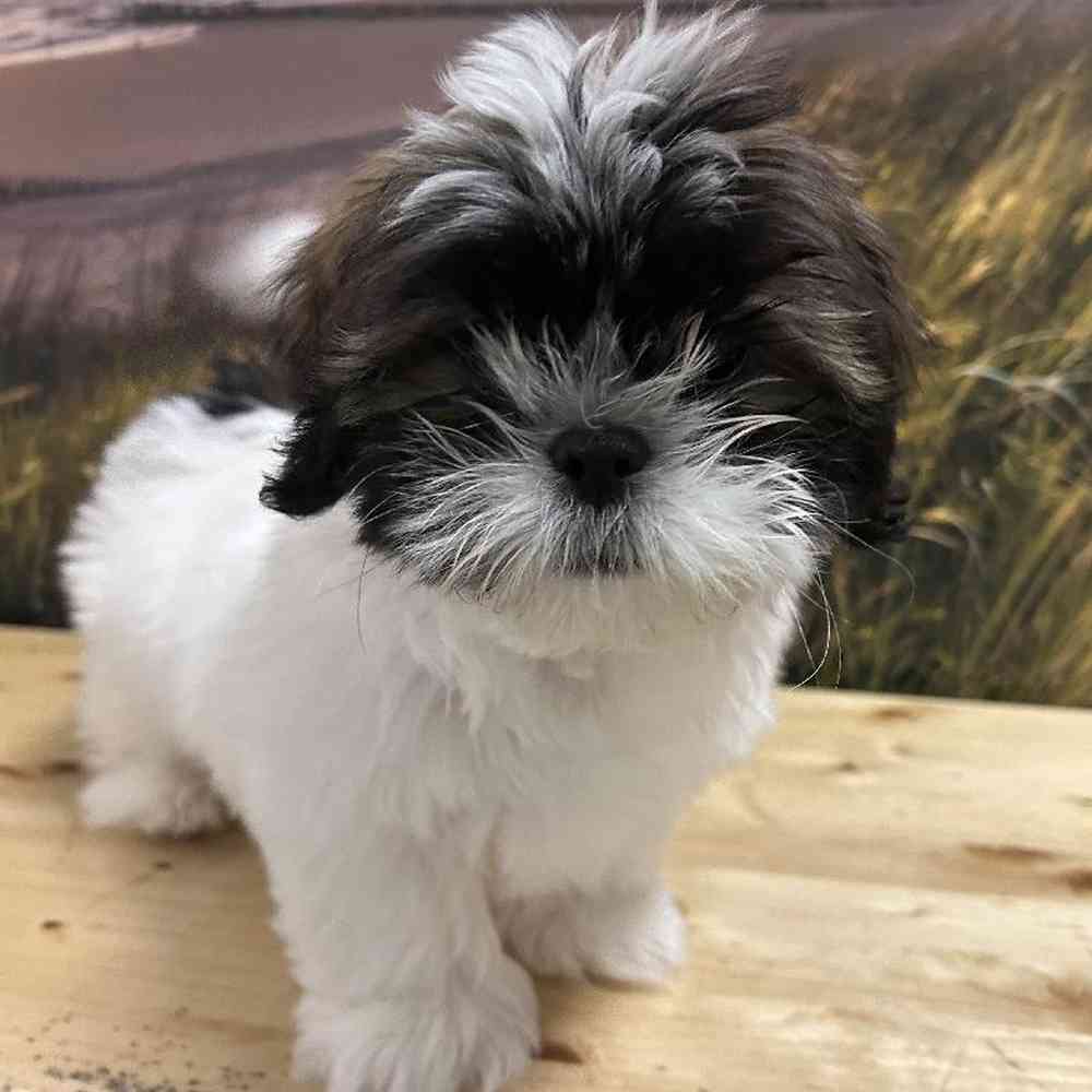 Male Lhasa Apso-Shih Tzu Puppy for Sale in Lee's Summit, MO
