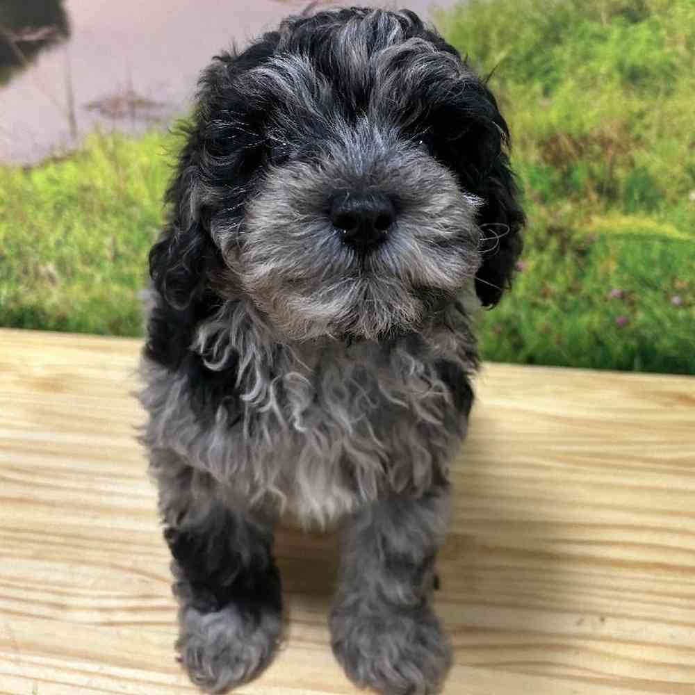 Female Mini Goldendoodle Puppy for Sale in Lee's Summit, MO