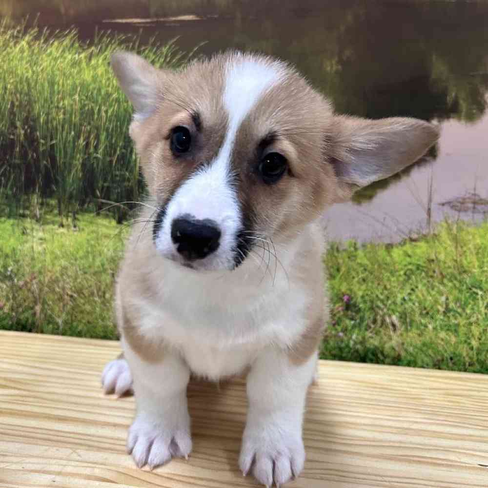 Male Pembroke Welsh Corgi Puppy for Sale in Lee's Summit, MO