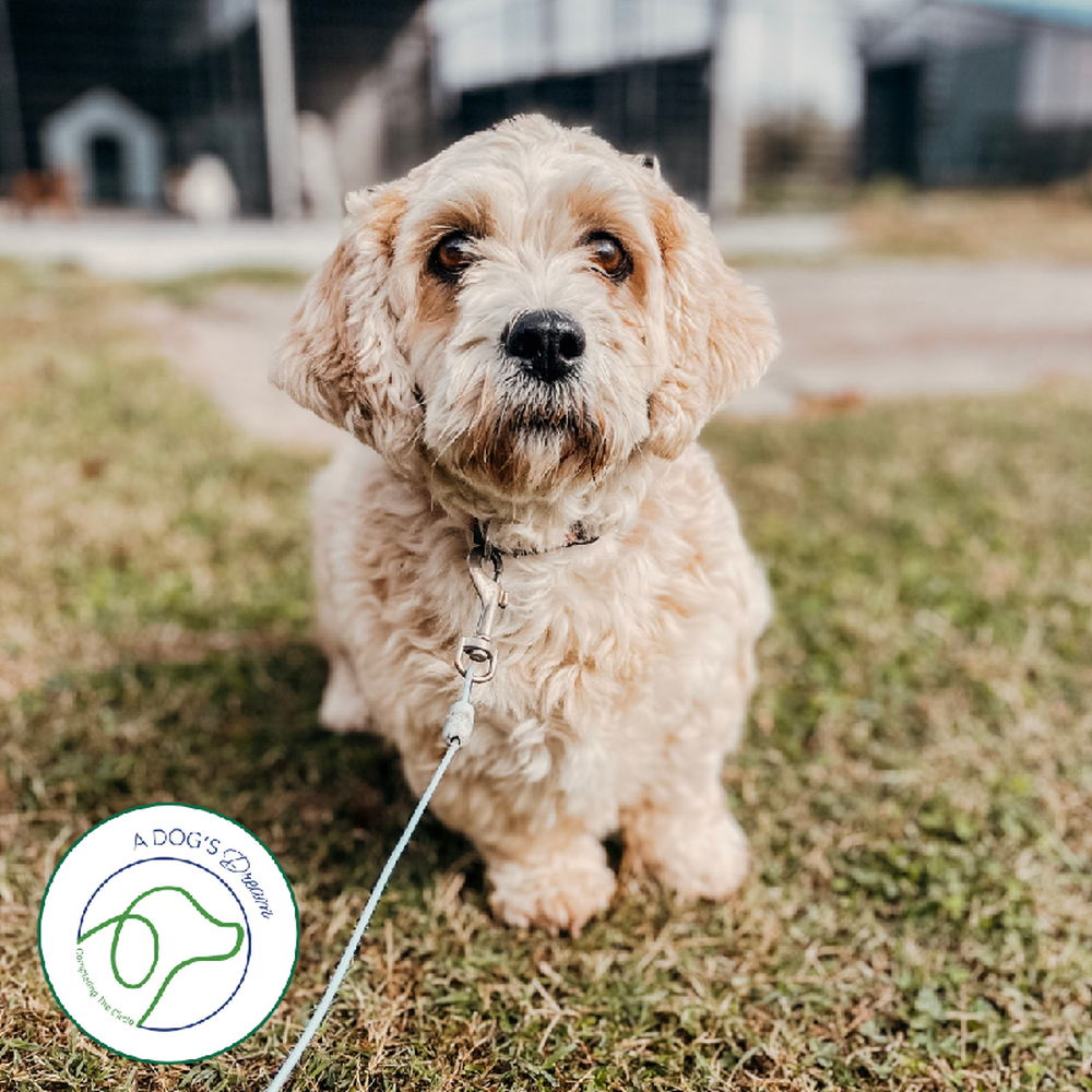 Female Lhasa Apso (Adoption) Adoption Dog for Sale in Lee's Summit, MO