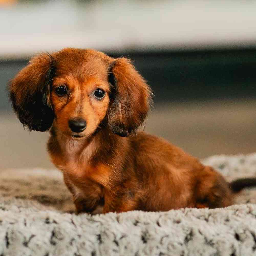 Male Dachshund Puppy for Sale in Lee's Summit, MO
