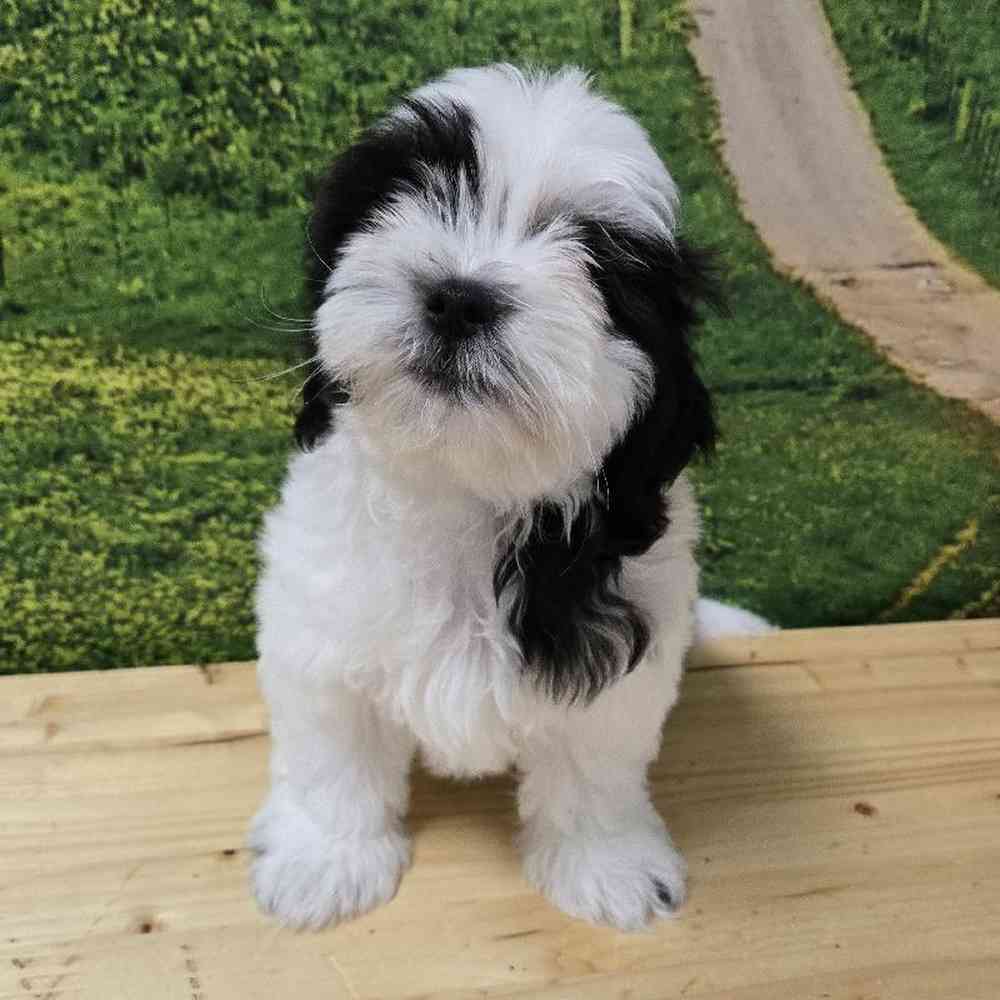 About Coton De TulearShih Tzu Breed