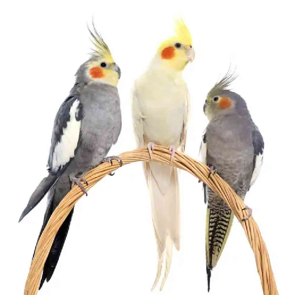 Cockatiel image