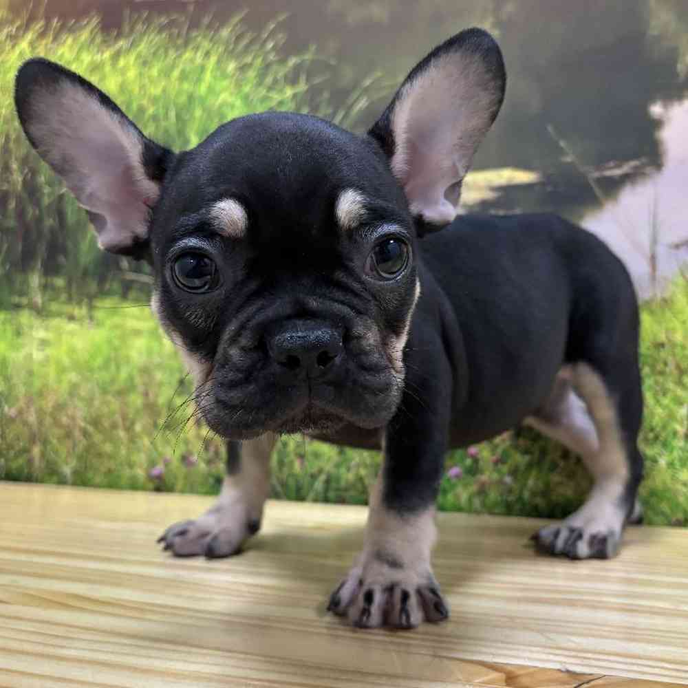 Female French Bulldog Puppy for Sale in Lee's Summit, MO