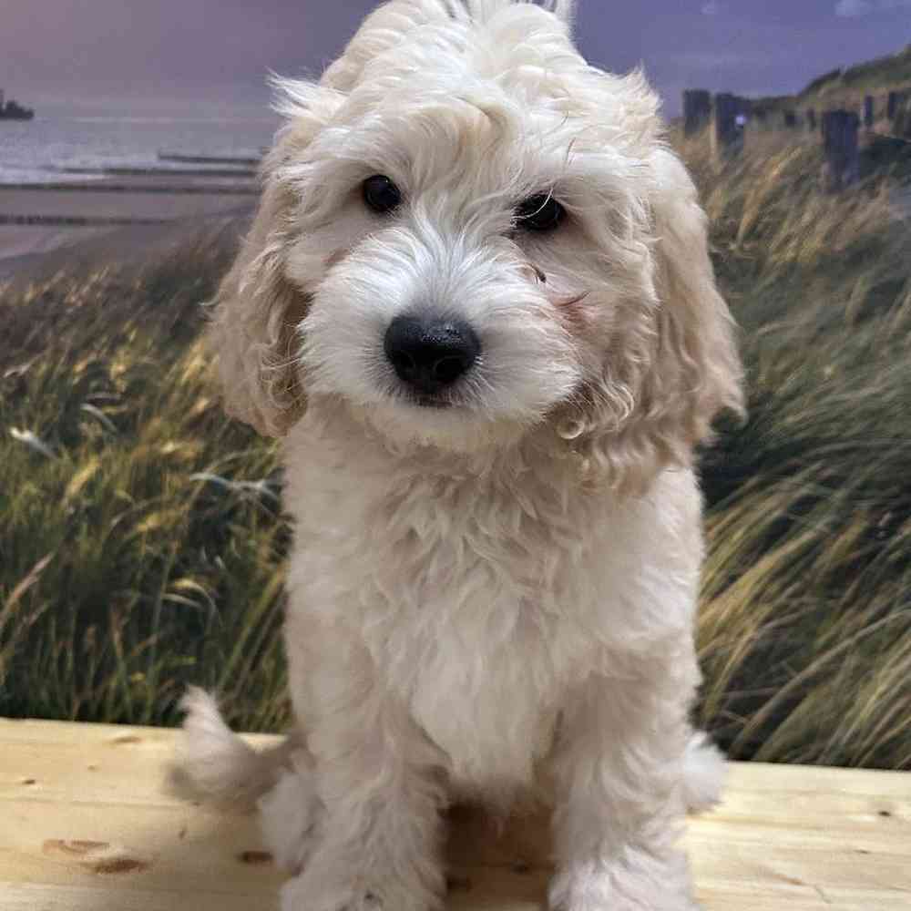 Male Mini Goldendoodle Puppy for Sale in Lee's Summit, MO
