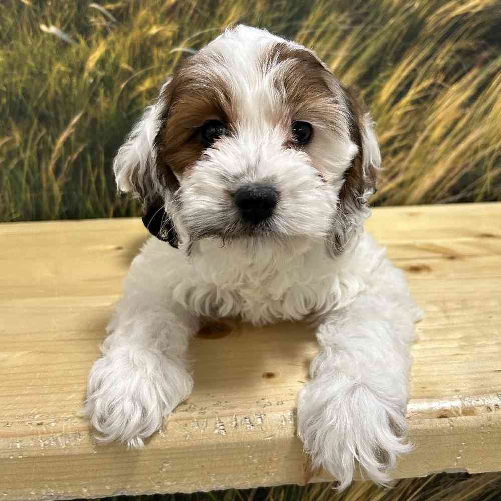 Female Cockapoo Puppy for Sale in Lee's Summit, MO