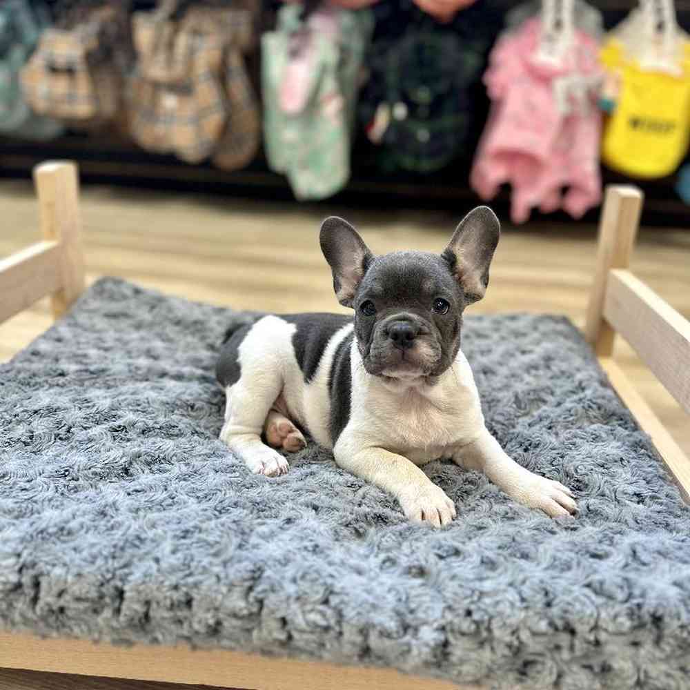 Female French Bulldog Puppy for Sale in Lee's Summit, MO