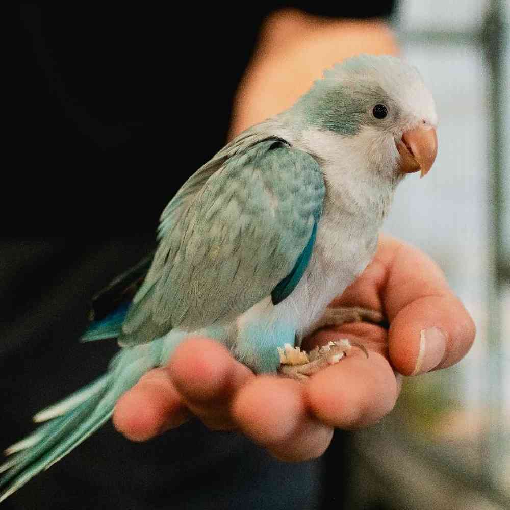 Unknown Quakers Bird for Sale in Lee's Summit, MO