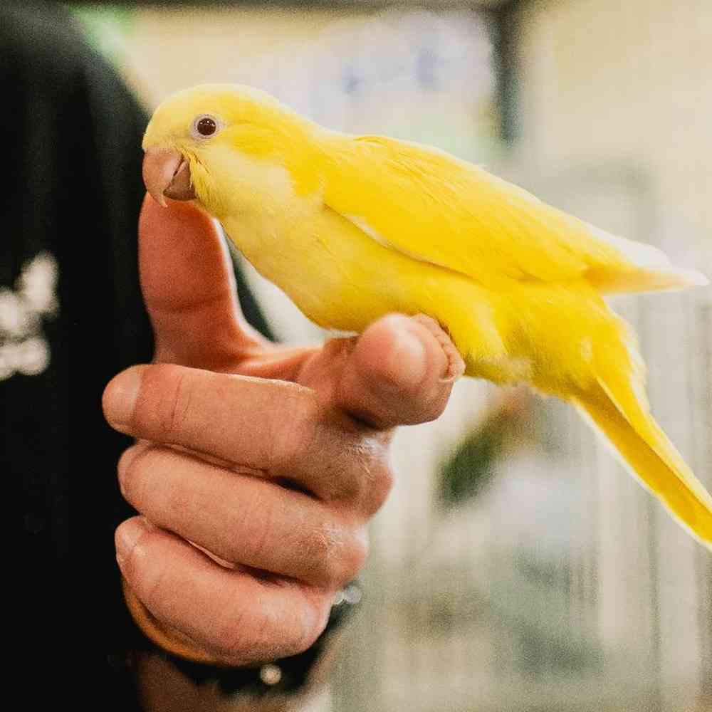 Unknown Quakers Bird for Sale in Lee's Summit, MO