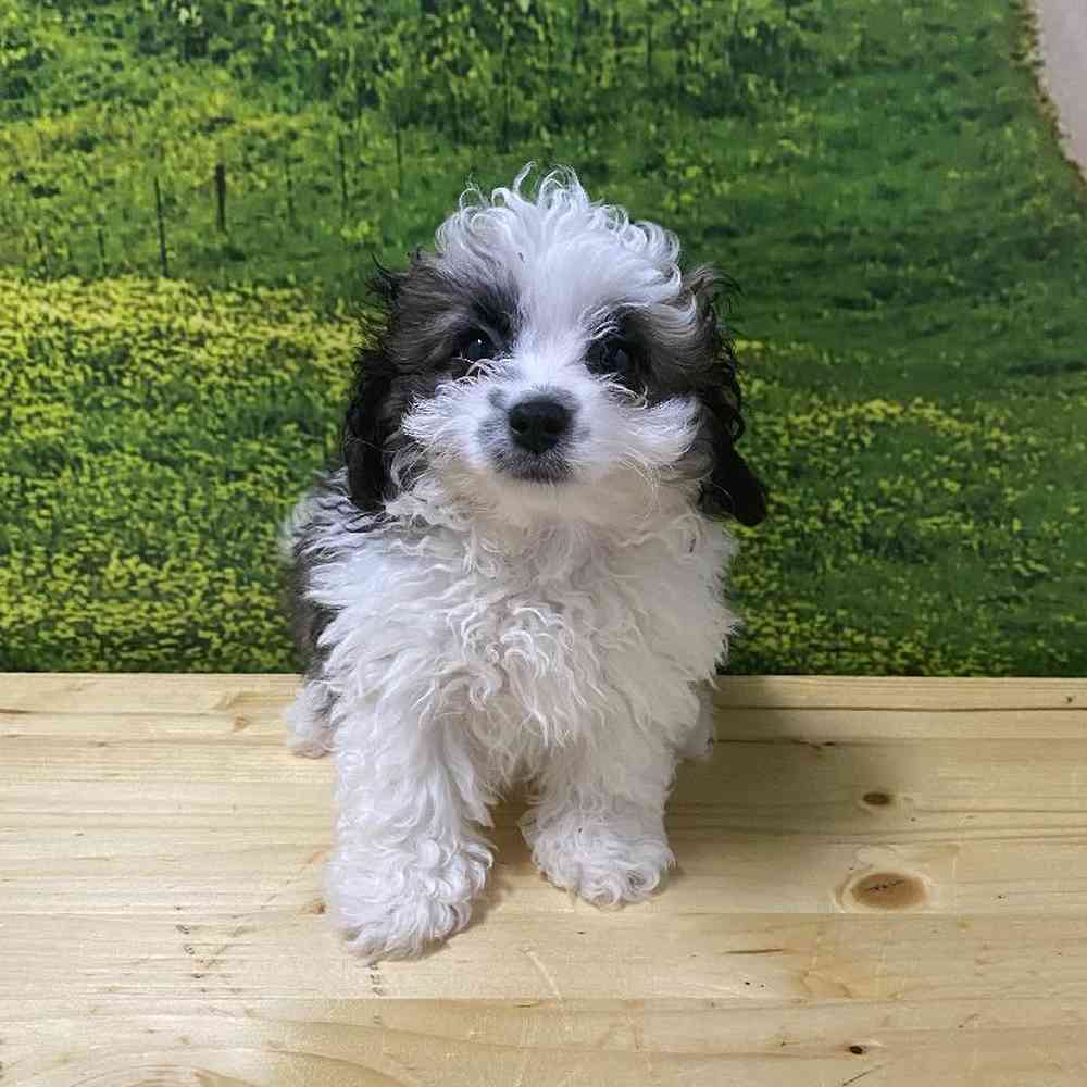 Male Coton Poodle Puppy for Sale in Lee's Summit, MO