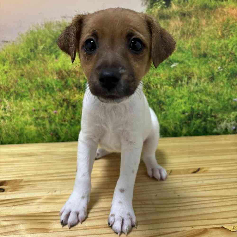 Female Jack Russell Terrier Puppy for Sale in Lee's Summit, MO