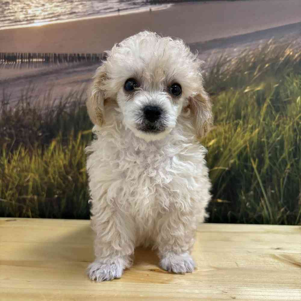 Female Poodle Puppy for Sale in Lee's Summit, MO
