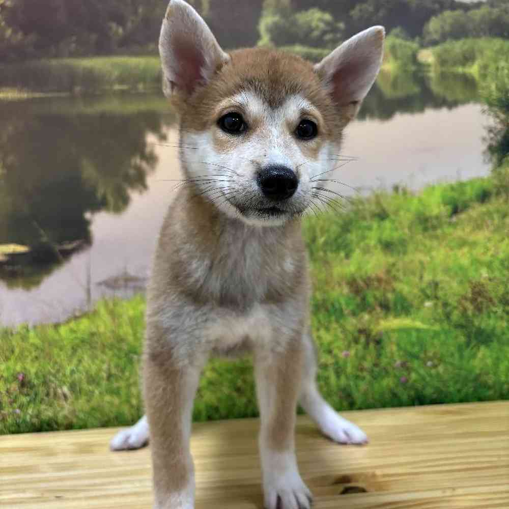 Female Shiba Inu Puppy for Sale in Lee's Summit, MO