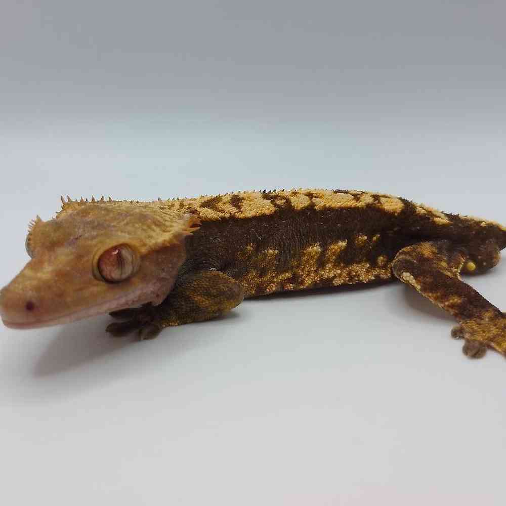 Crested Gecko image