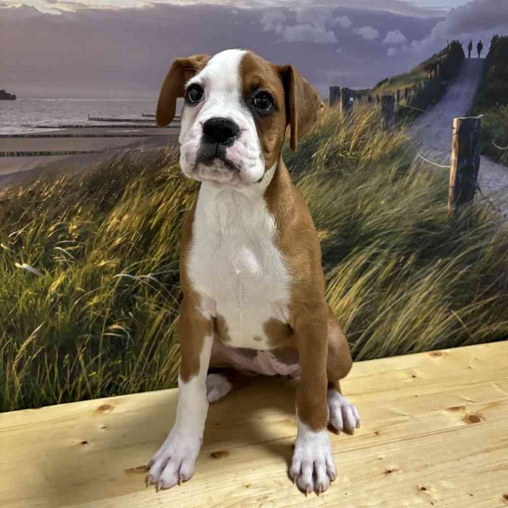 Female Boxer Puppy for Sale in Lee's Summit, MO