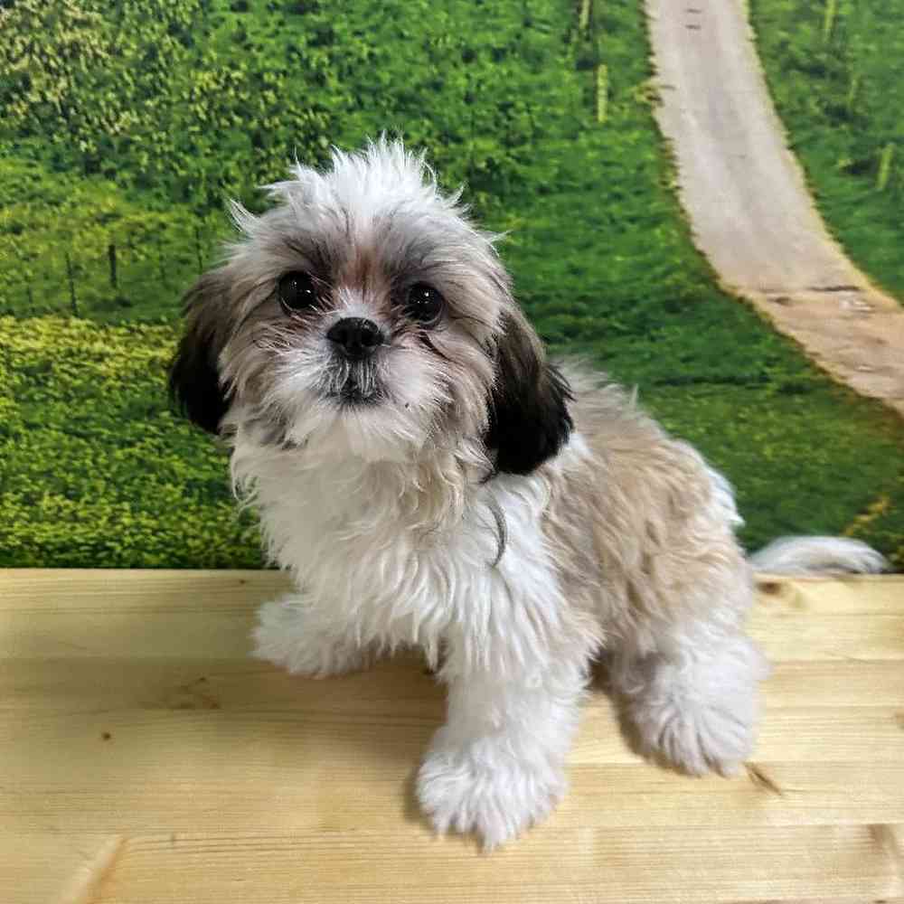 Shih Tzu For Sale Summit Zoo