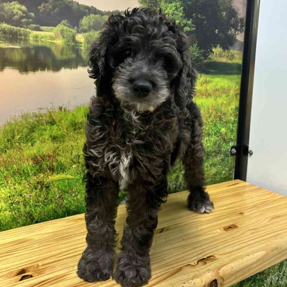 Male Goldendoodle Puppy for Sale in Lee's Summit, MO