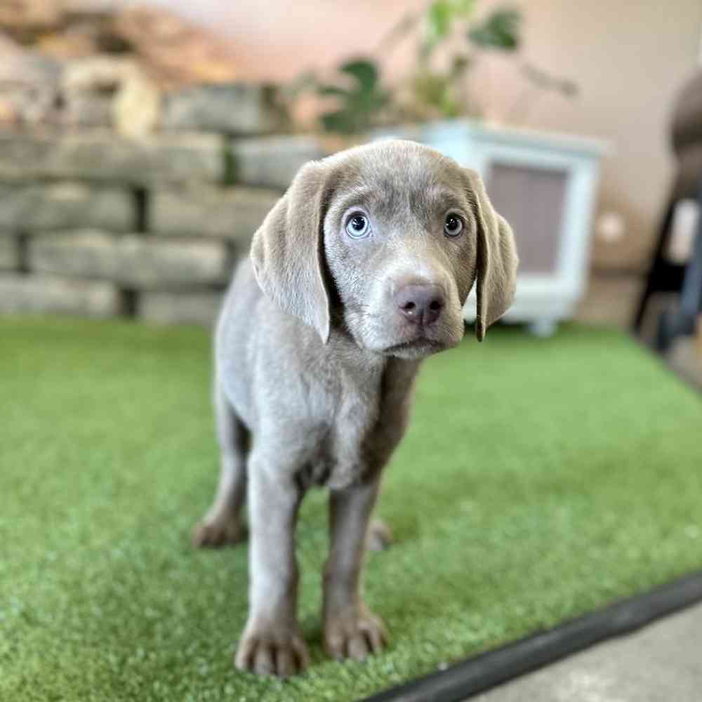 Female Labrador Retriever Puppy for Sale in Lee's Summit, MO