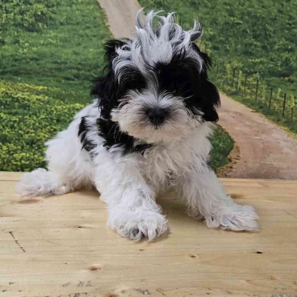Female Maltipoo Puppy for Sale in Lee's Summit, MO