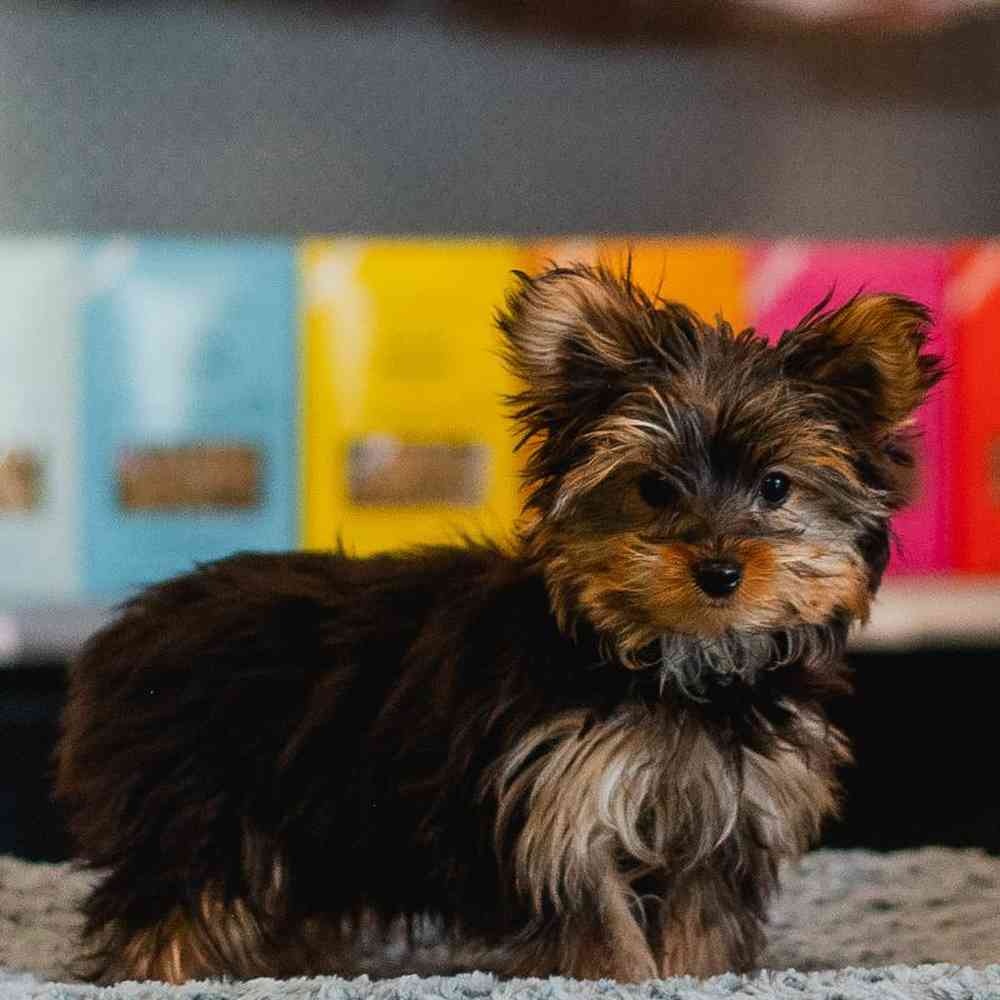 Female Yorkie Puppy for Sale in Lee's Summit, MO