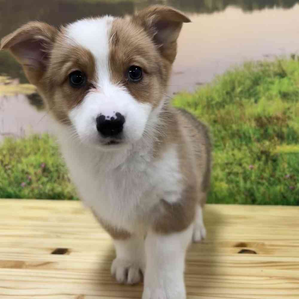 Female Pembroke Welsh Corgi Puppy for Sale in Lee's Summit, MO