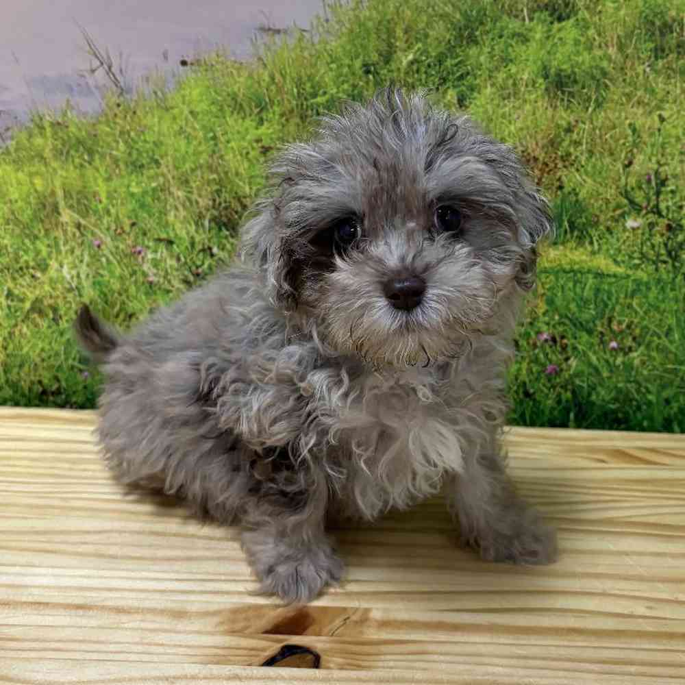 Male Bichon-Poodle Puppy for Sale in Lee's Summit, MO