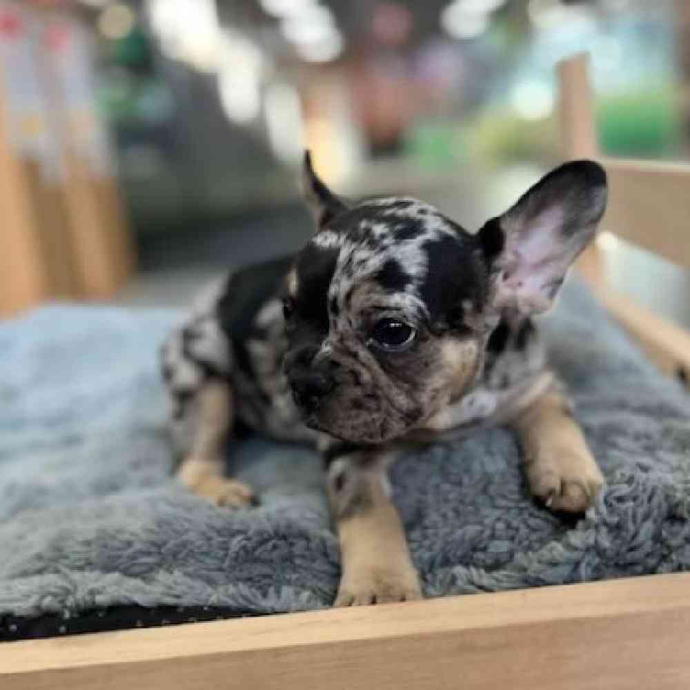 Female French Bulldog Puppy for Sale in Lee's Summit, MO