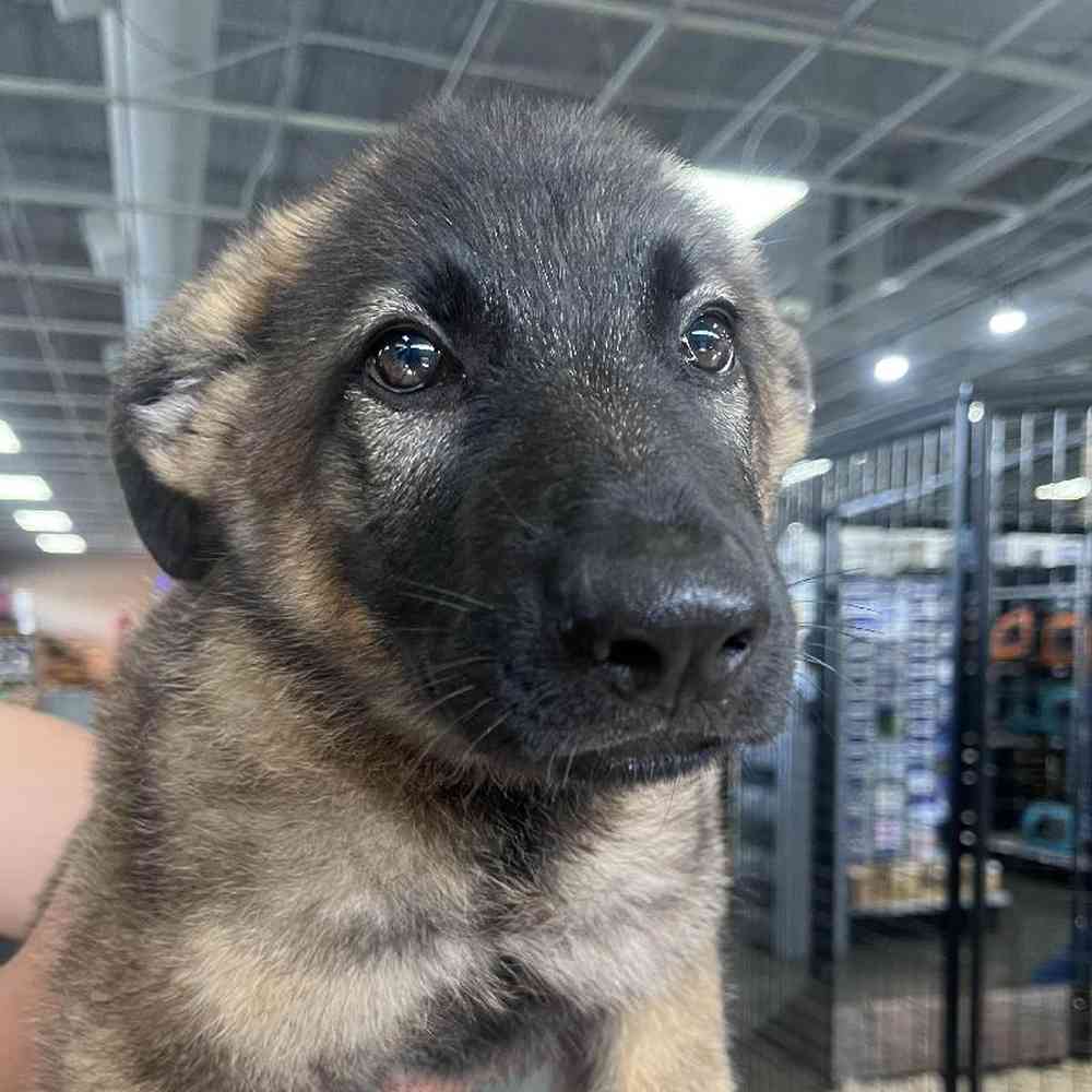 Male German Shepherd Puppy for Sale in Lee's Summit, MO