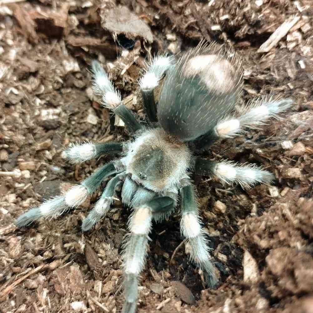 Mexican Red Knee Tarantula image