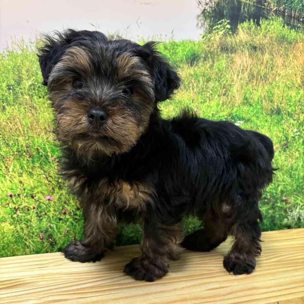 Male Yorkie Puppy for Sale in Lee's Summit, MO
