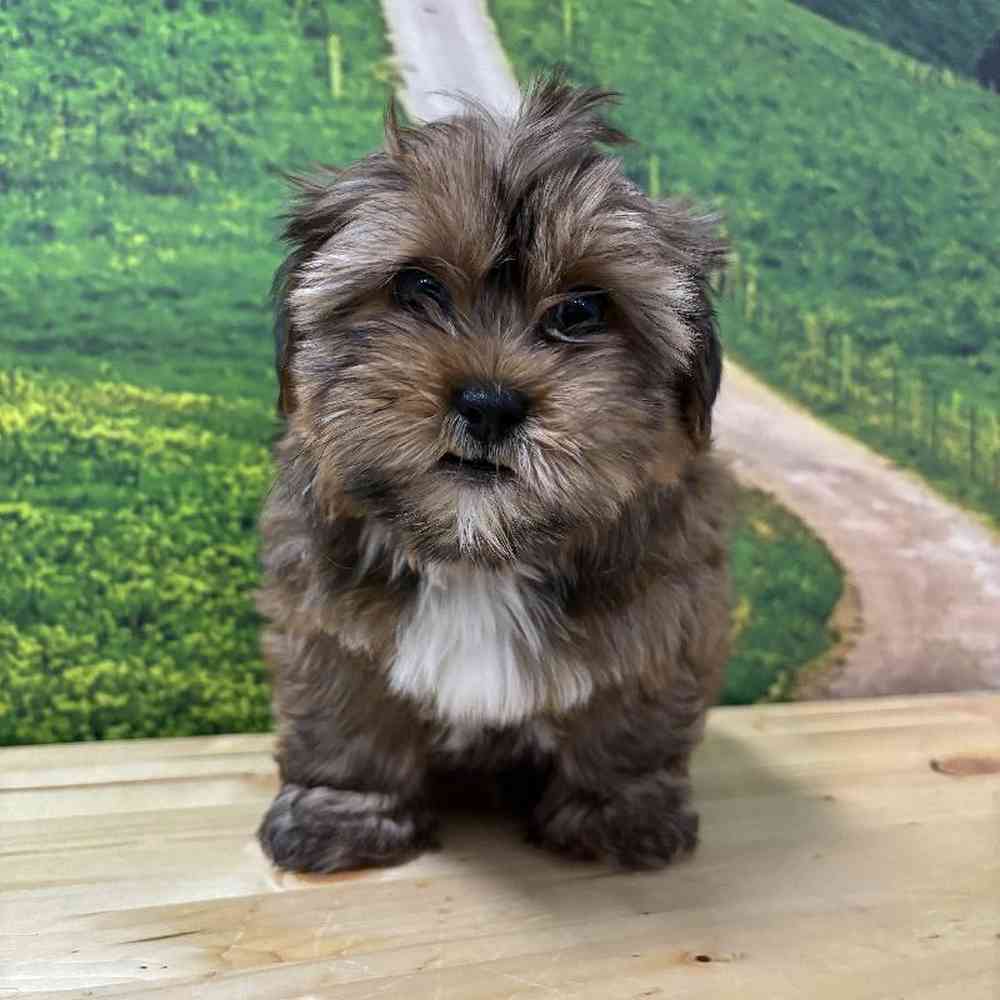 Male Shorkie Puppy for Sale in Lee's Summit, MO