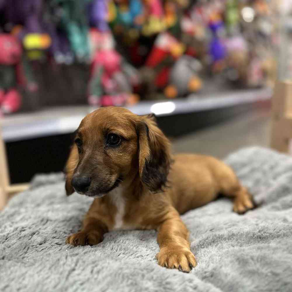 Female Dachshund Puppy for Sale in Lee's Summit, MO