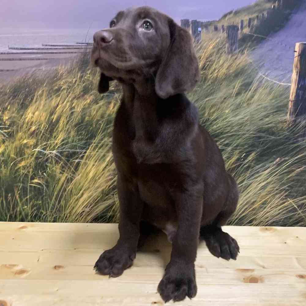 Male Labrador Retriever Puppy for Sale in Lee's Summit, MO