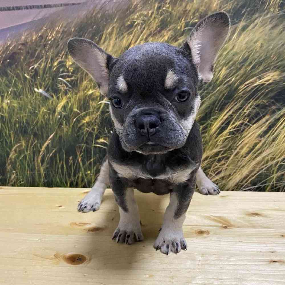 Female French Bulldog Puppy for Sale in Lee's Summit, MO
