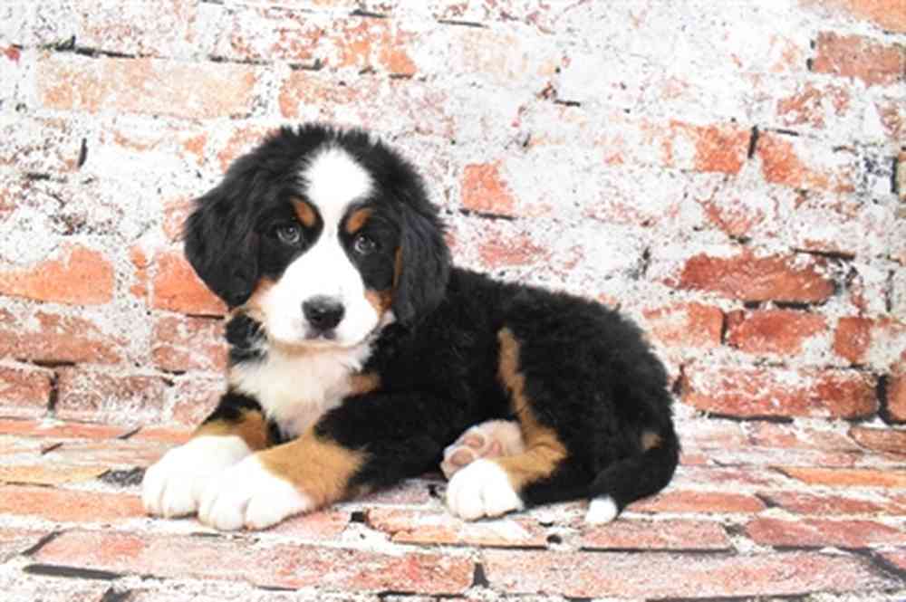 Bernese Mountain Dog For Sale Summit Zoo