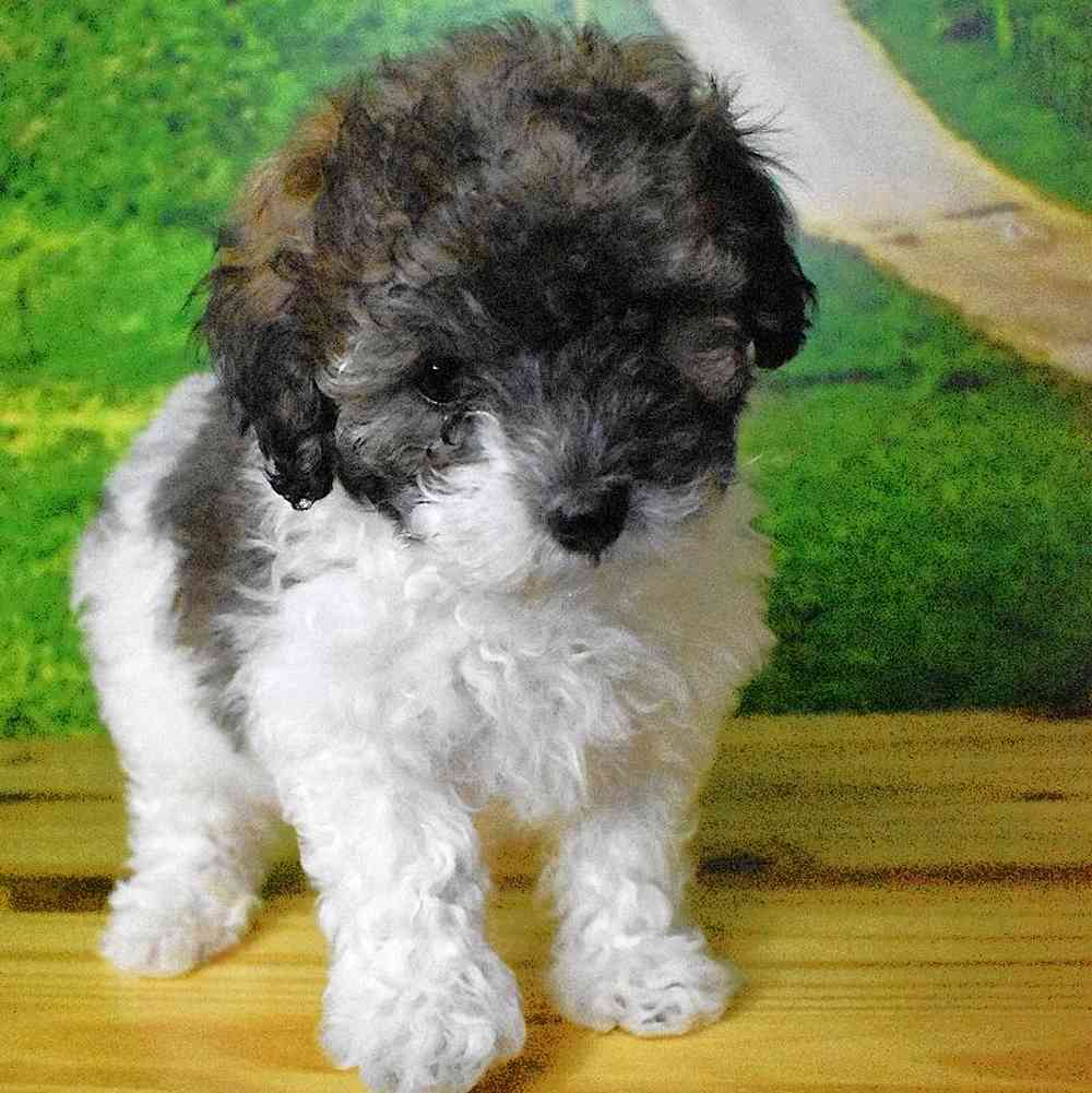 Male Bichon-Poodle Puppy for Sale in Lee's Summit, MO