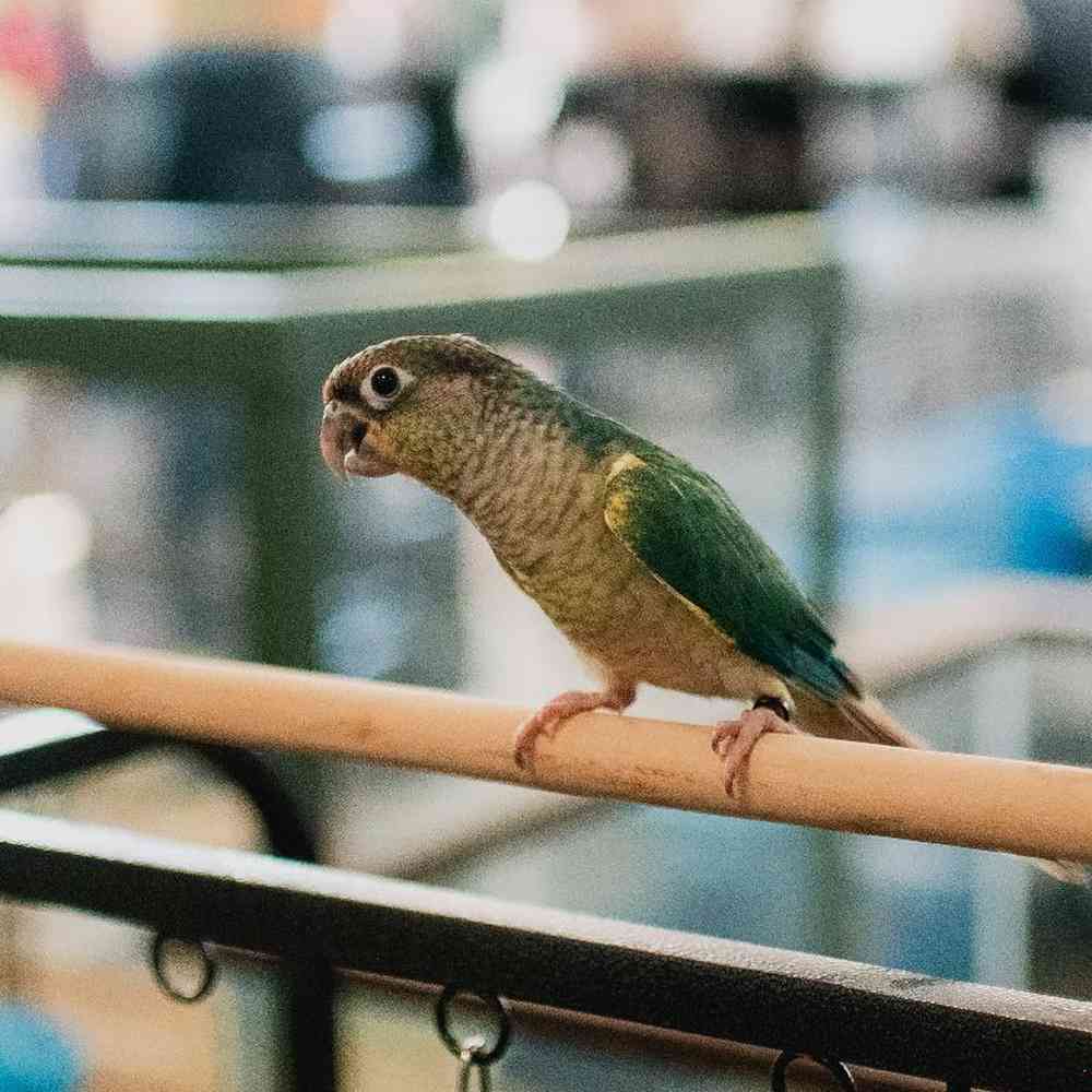 Green Cheek Conure image