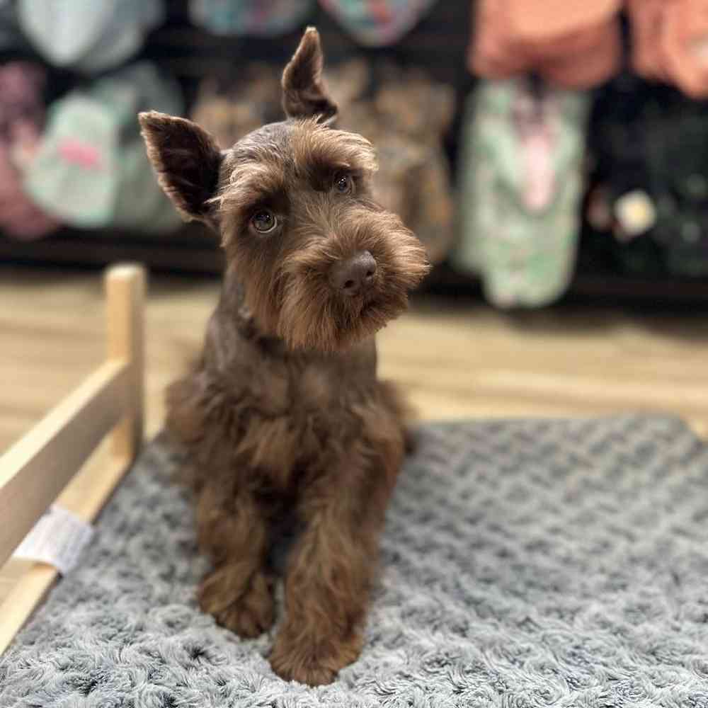 Male Confetti Schnauzer Puppy for Sale in Lee's Summit, MO