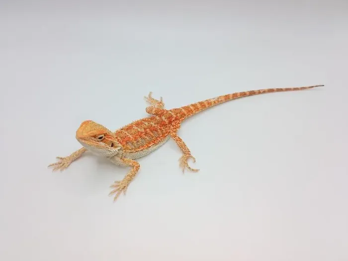 Unknown Blue Bar Bearded Dragon Reptile for Sale in Lee's Summit, MO