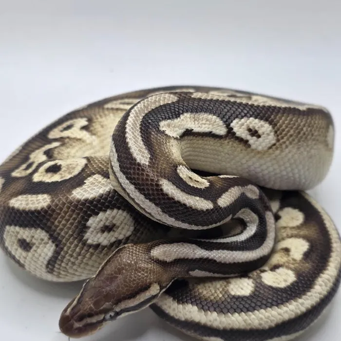 Male Pewter Ball Python Reptile for Sale in Lee's Summit, MO