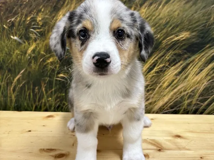 Auggie image