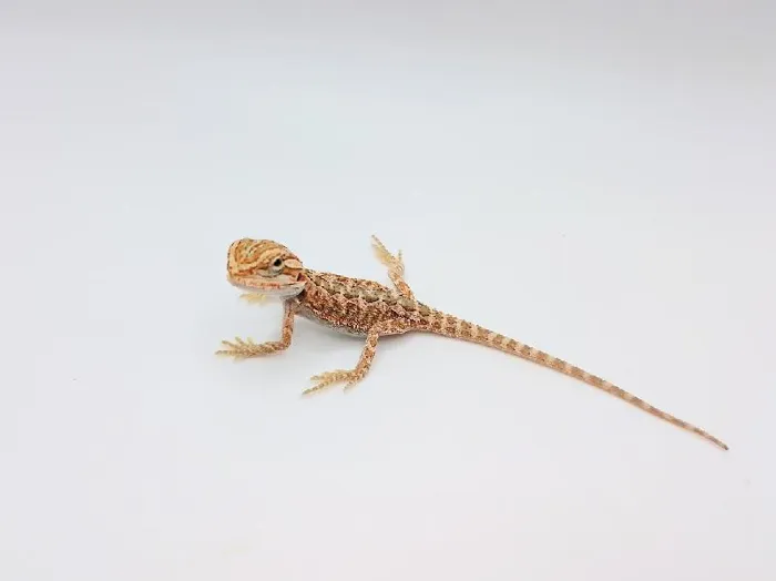 Unknown Hypo Citrus Bearded Dragon Reptile for Sale in Lee's Summit, MO