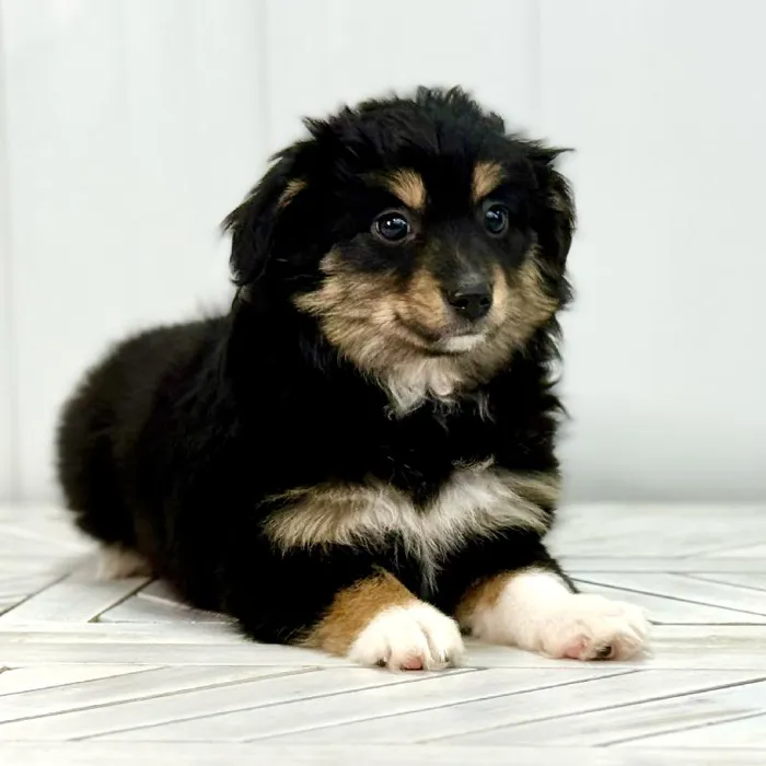 Female Mini Austrailian Shepard Puppy for Sale in Lee's Summit, MO image