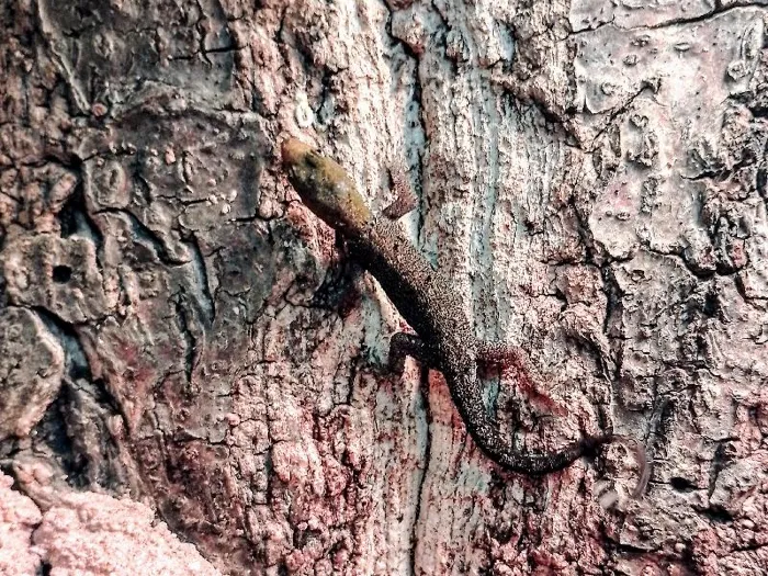 Unknown Yellow Headed Dwarf Gecko Reptile for Sale in Lee's Summit, MO