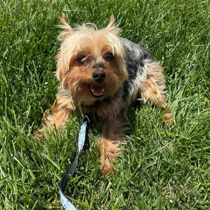 Female Yorkie Adoption Adoption Dog for Sale in Lee's Summit, MO